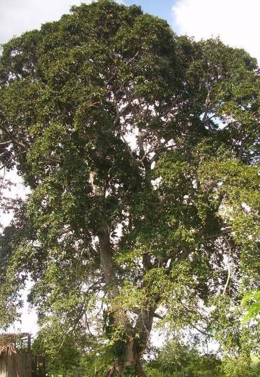 Foto: CORTESÍA
